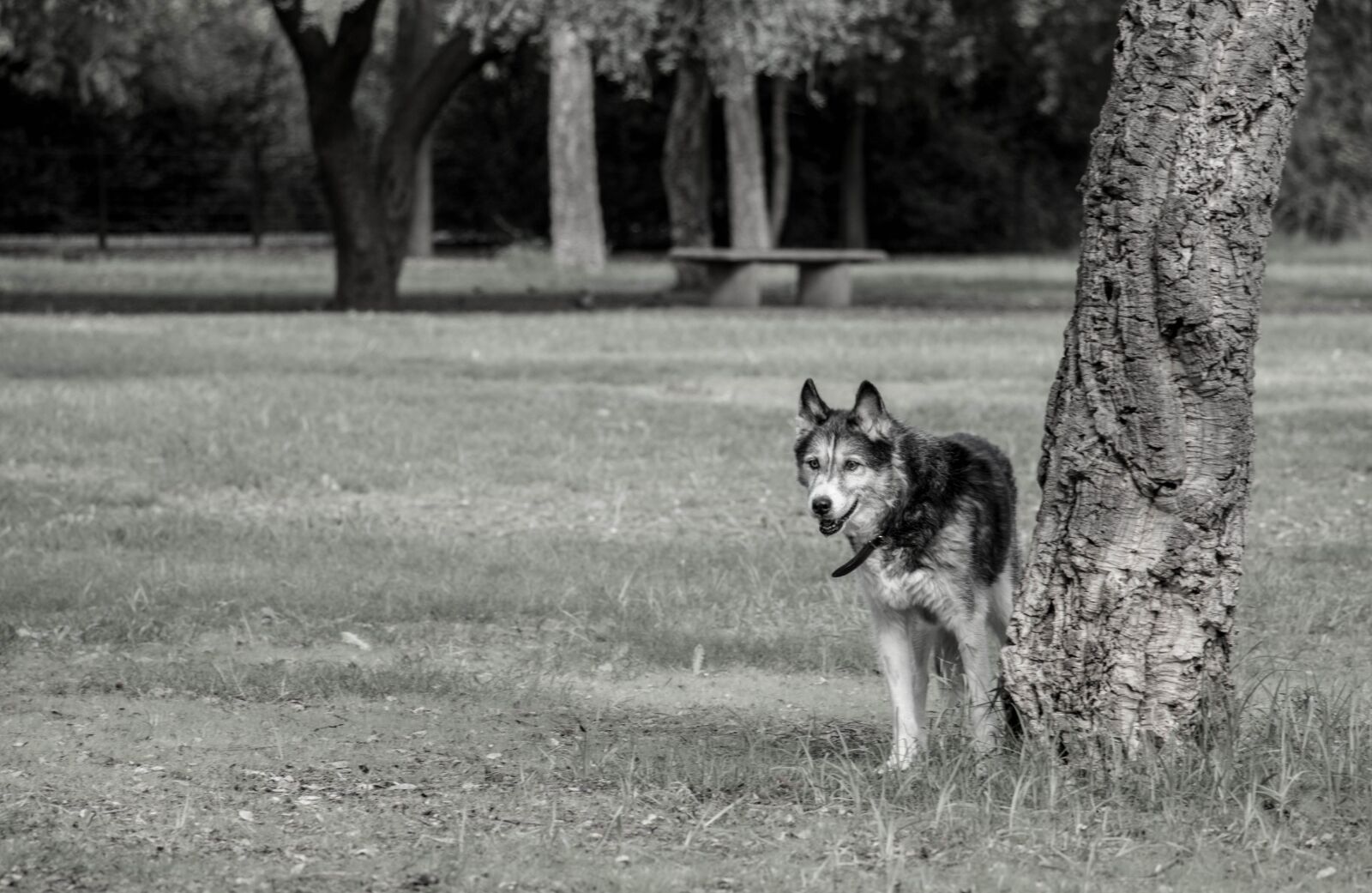 Canon EOS 70D sample photo. Dogs, animals, siberian husky photography