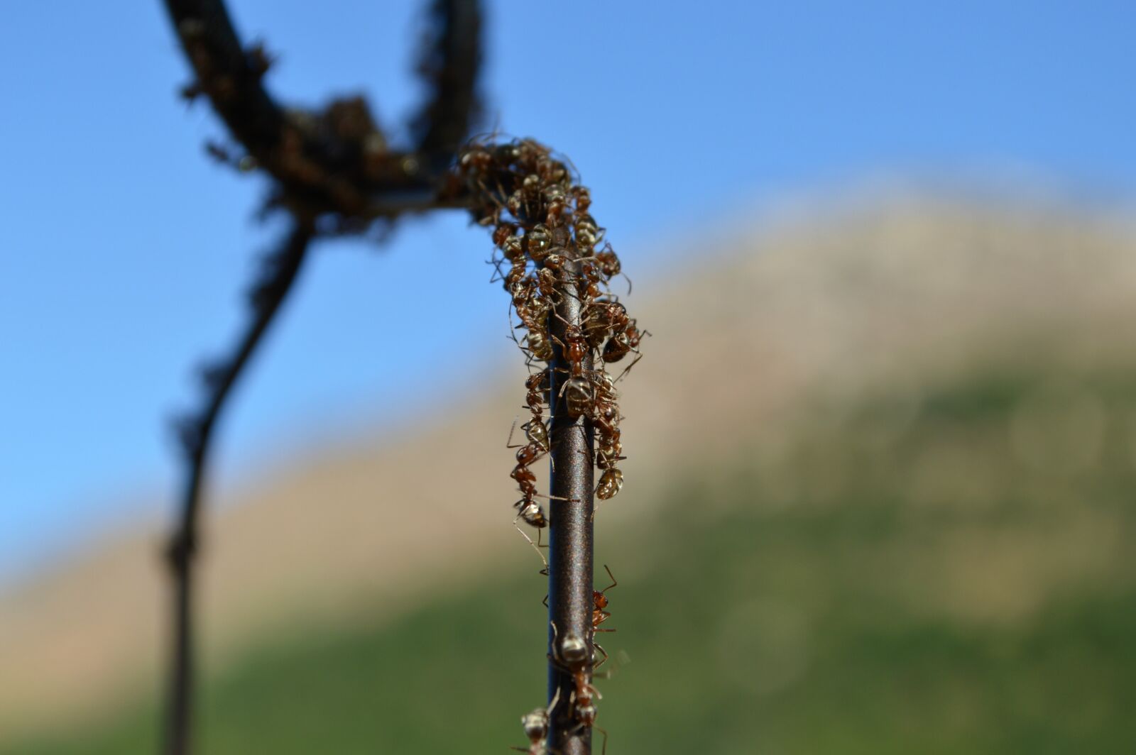 Nikon D3200 sample photo. Ants, bird feeder, insects photography