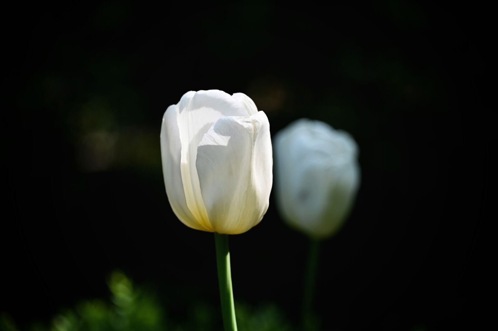 Nikon Z6 sample photo. Tulip, white, flower photography