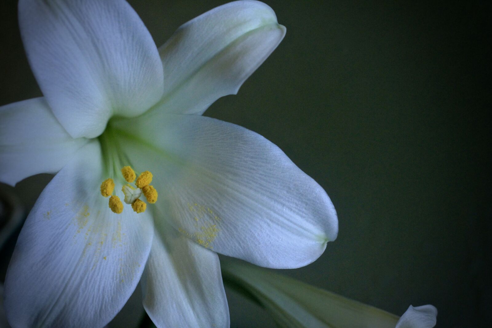 Canon EOS 550D (EOS Rebel T2i / EOS Kiss X4) sample photo. Lily, easter, white photography