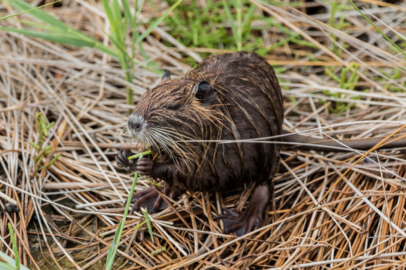 150-600mm F5-6.3 DG OS HSM | Contemporary 015 sample photo. Nutria, coypu, beaver tail photography