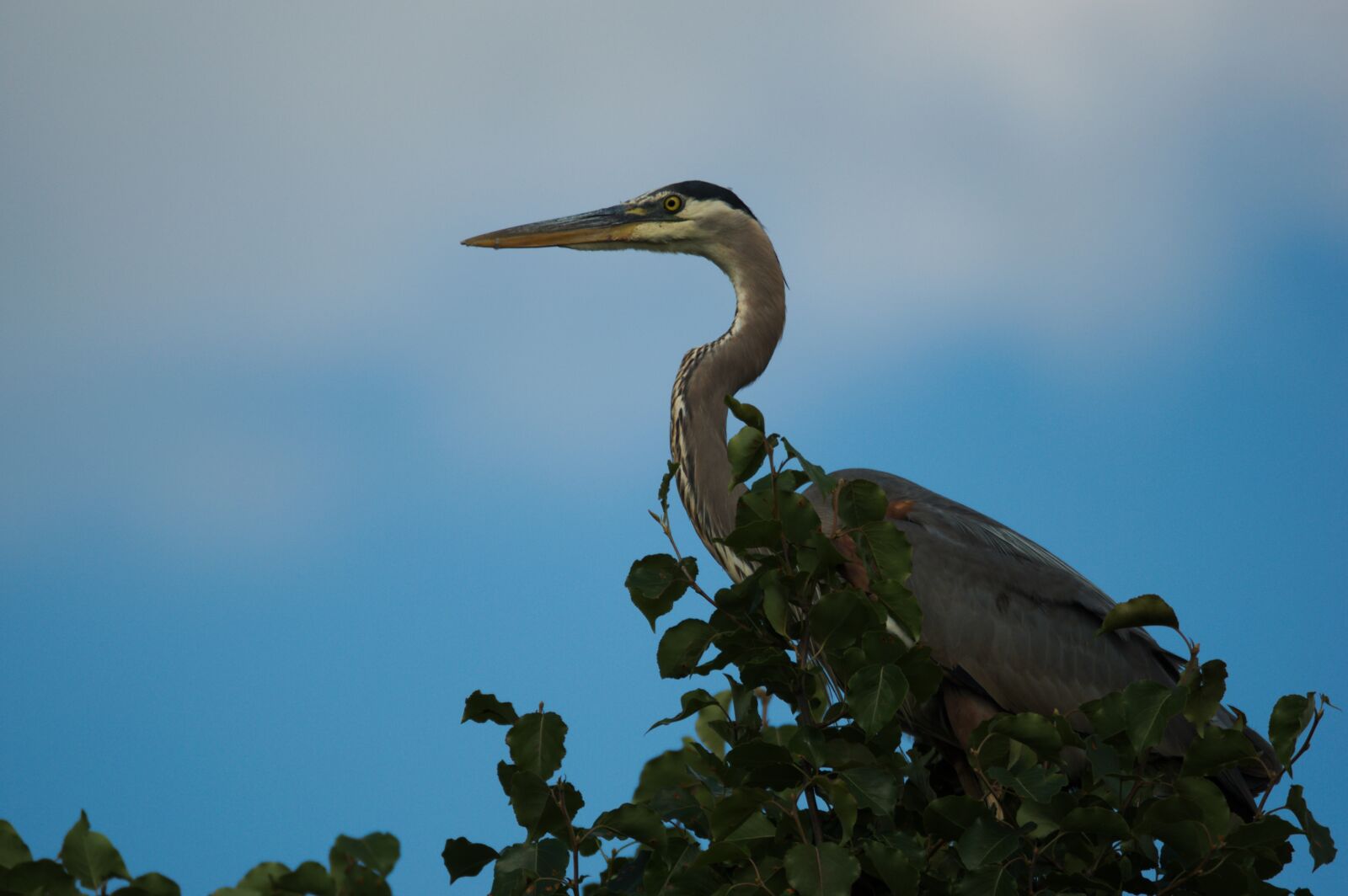 Nikon D5000 sample photo. Heron, bird, beak photography