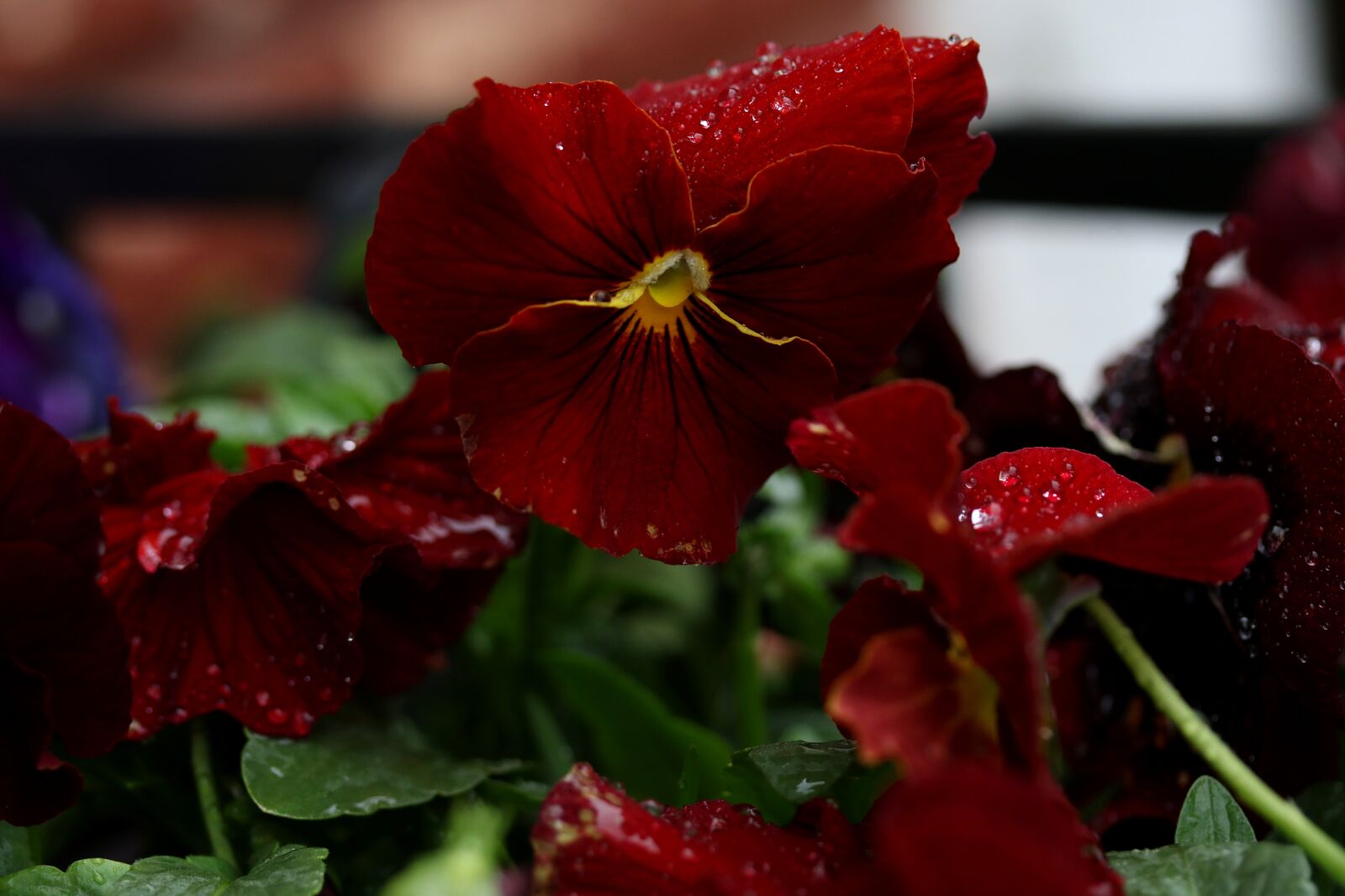 Canon EF-S 60mm F2.8 Macro USM sample photo. Pansy, red, flower photography