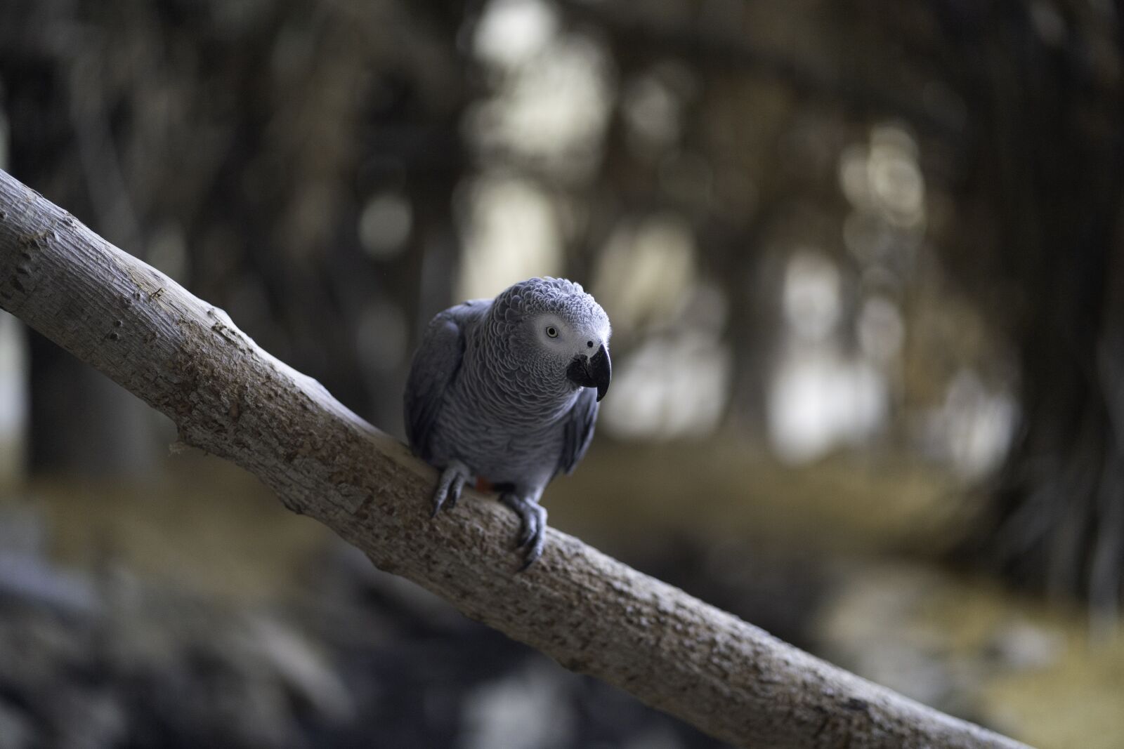 Sony a7 III + Sony FE 85mm F1.8 sample photo. Parrot, bird, perch photography