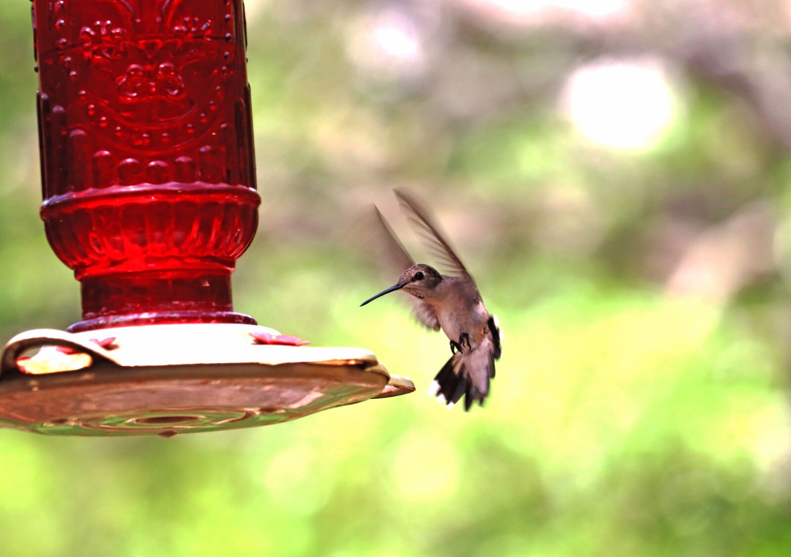 Canon EOS 800D (EOS Rebel T7i / EOS Kiss X9i) + Canon EF-S 55-250mm F4-5.6 IS STM sample photo. Hummingbird, wildlife, bird feeder photography