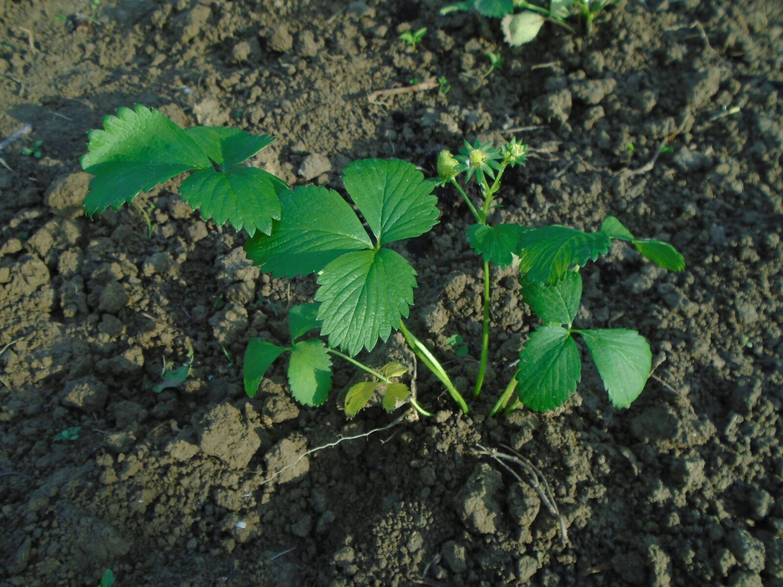 Sony Cyber-shot DSC-W800 sample photo. Strawberry, seedling, fruit photography