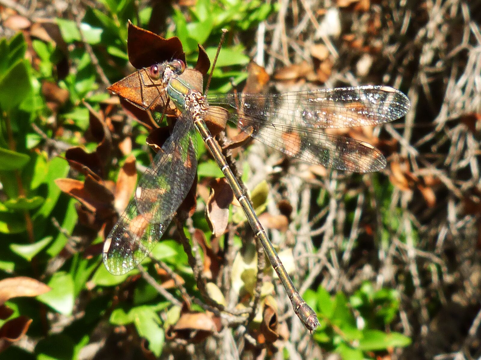 Panasonic DMC-FZ62 sample photo. Dragonfly, green, branch photography