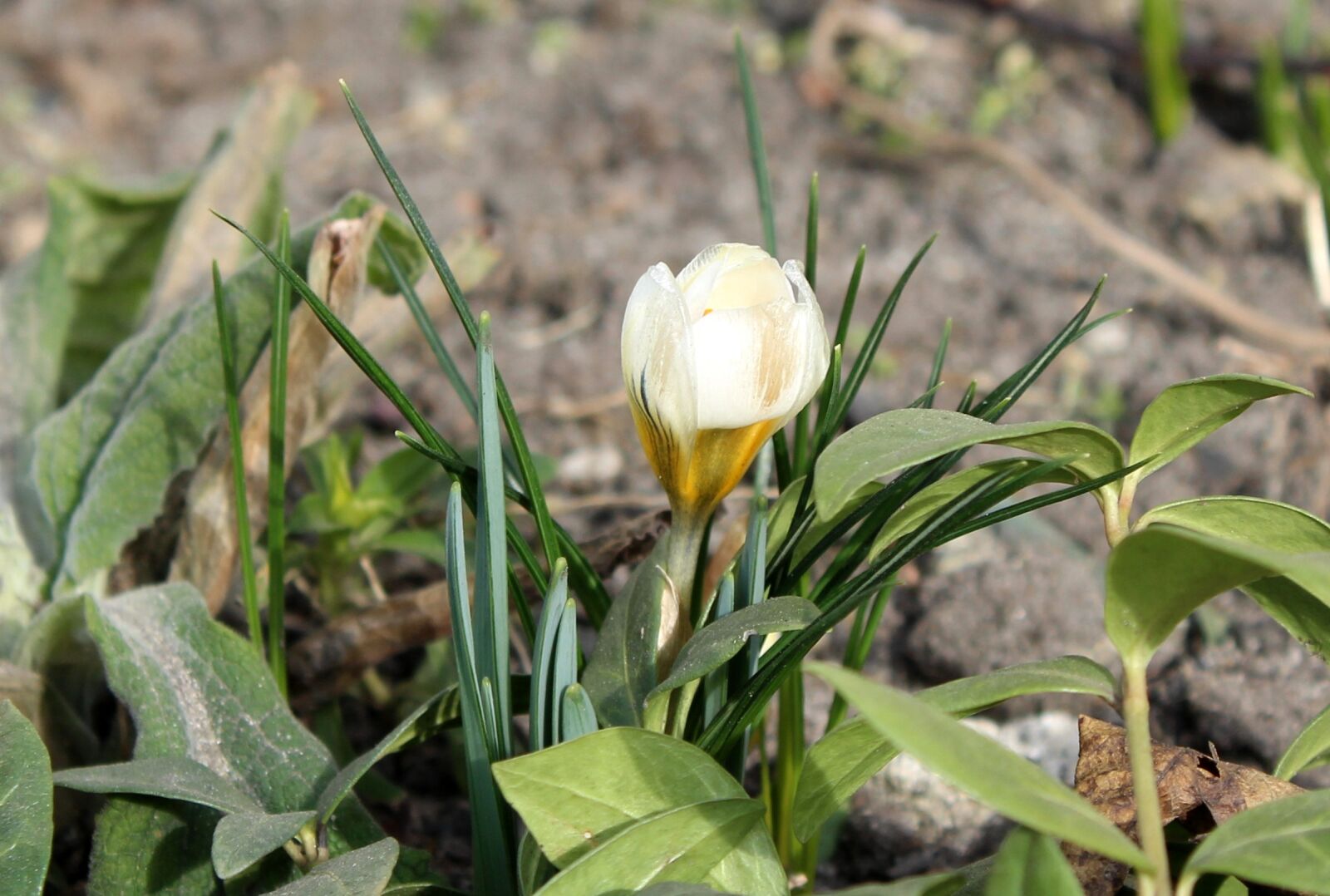 Canon EOS 1200D (EOS Rebel T5 / EOS Kiss X70 / EOS Hi) sample photo. Krokus, spring flowers, nature photography