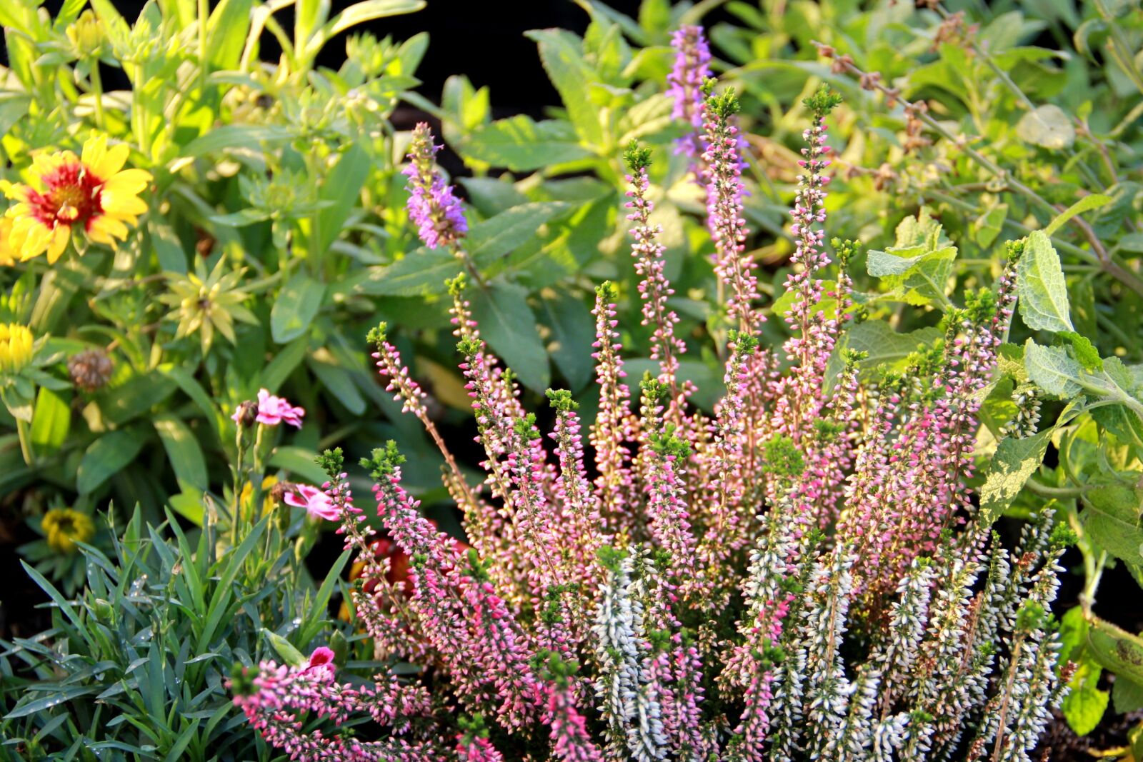 Canon EOS 550D (EOS Rebel T2i / EOS Kiss X4) sample photo. Lavender, nature, season photography