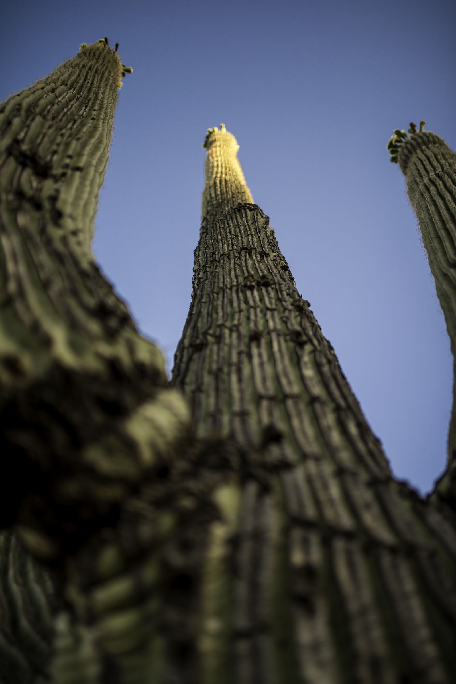 Nikon D810 sample photo. Cactus, az, landscape photography