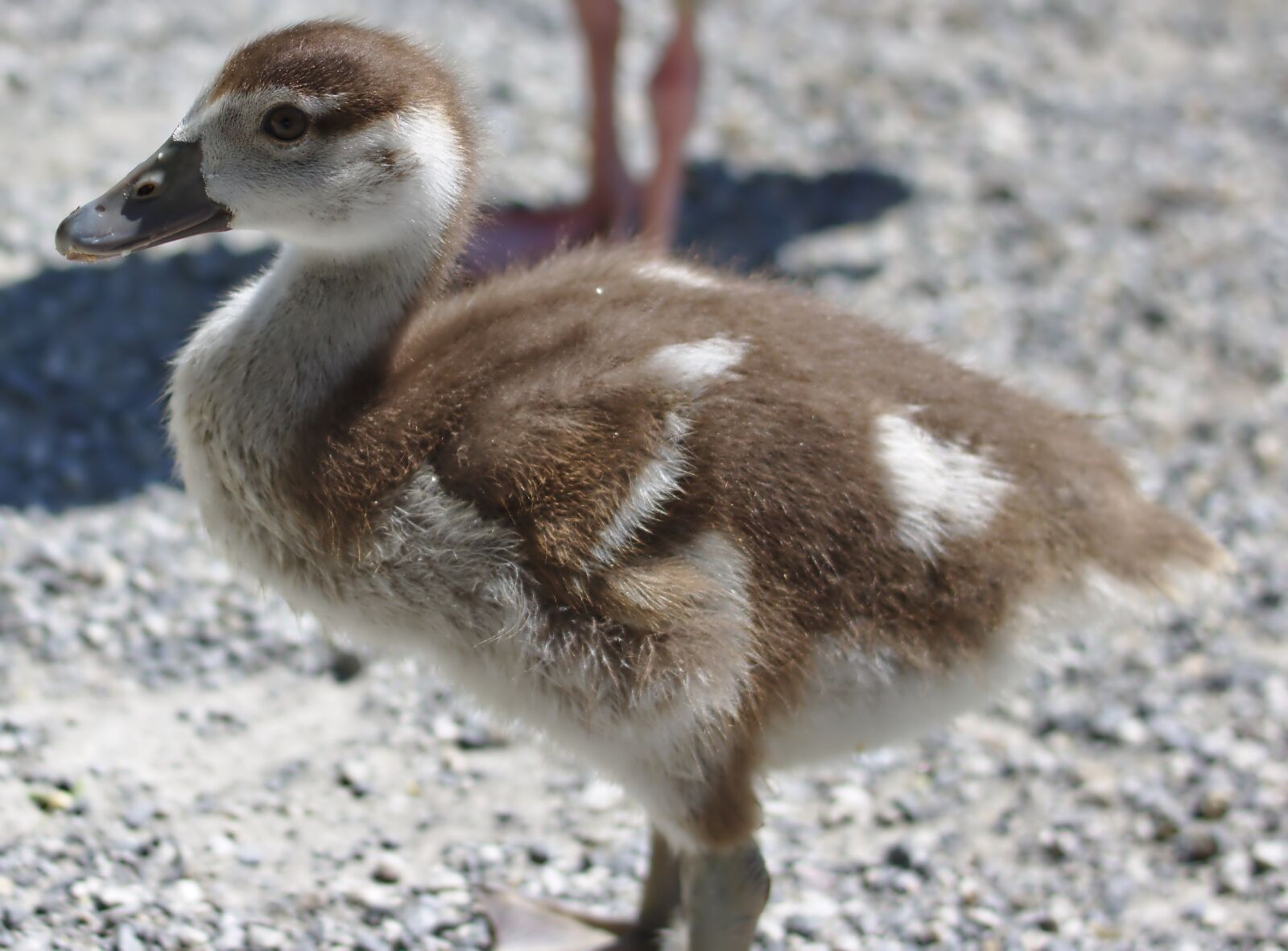 Canon EOS 750D (EOS Rebel T6i / EOS Kiss X8i) sample photo. Goose, bird, plumage photography