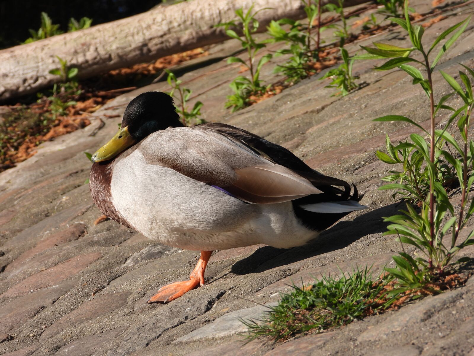 Nikon Coolpix P1000 sample photo. Duck, drake, mallard photography