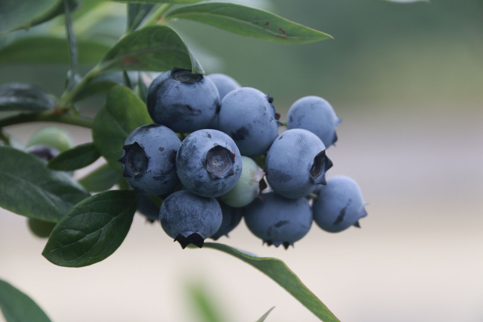Canon EOS 800D (EOS Rebel T7i / EOS Kiss X9i) sample photo. Blue berries, berries, blueberries photography