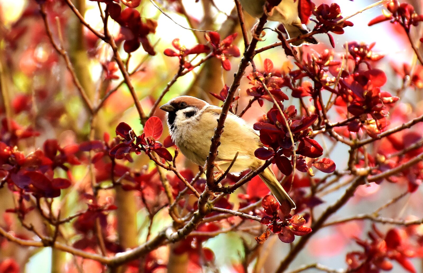 Nikon D7200 sample photo. Sparrow, bird, small bird photography