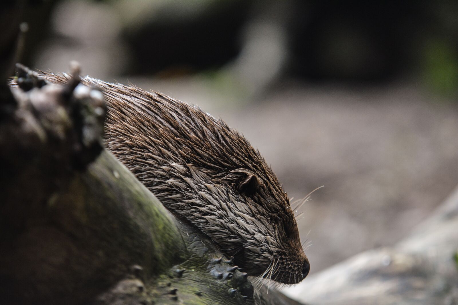 Nikon D7100 sample photo. Animal world, nature, animal photography