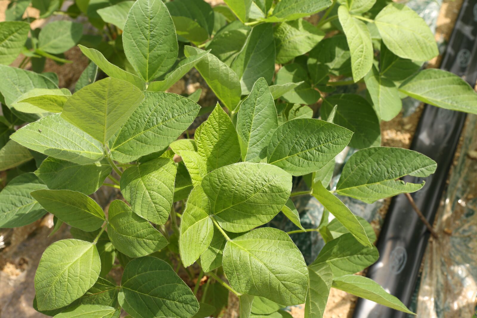 Canon EF 24-70mm F2.8L II USM sample photo. Bean leaf, bean, republic photography