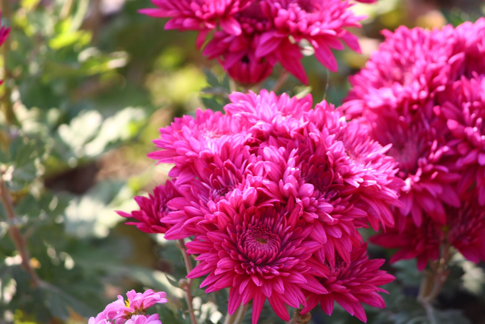 Canon EOS 700D (EOS Rebel T5i / EOS Kiss X7i) sample photo. Chrysanthemums, flower, mums photography