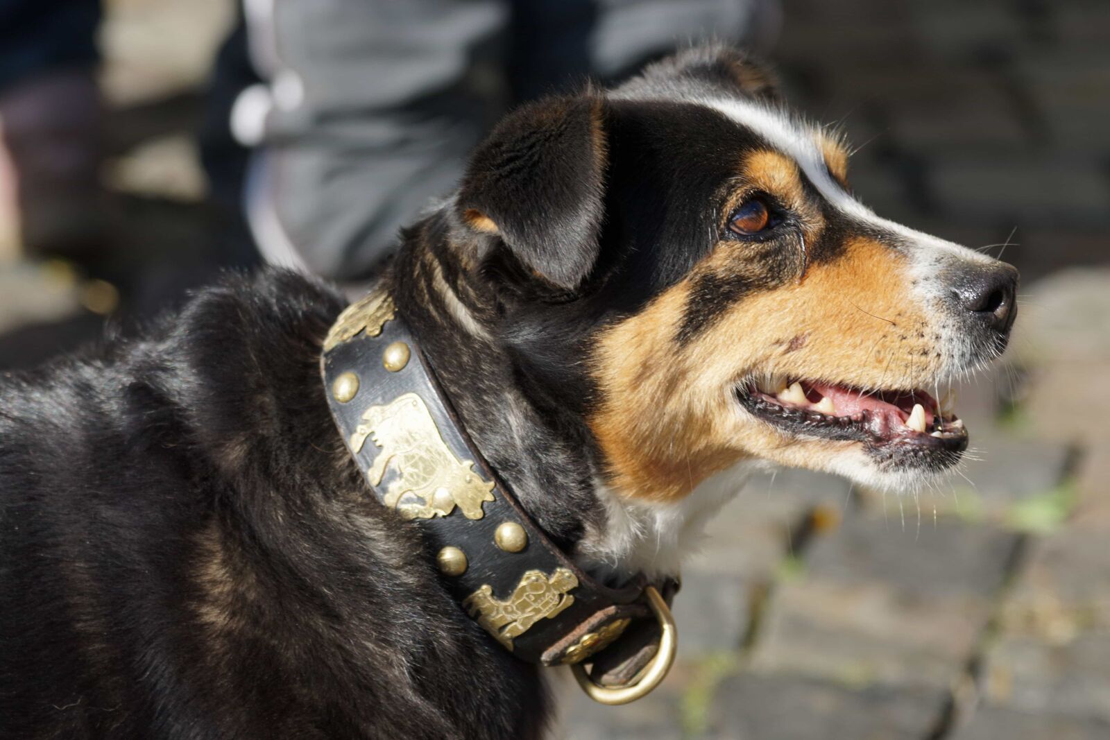 Sony ILCA-77M2 sample photo. Animal, dog leash, brown photography