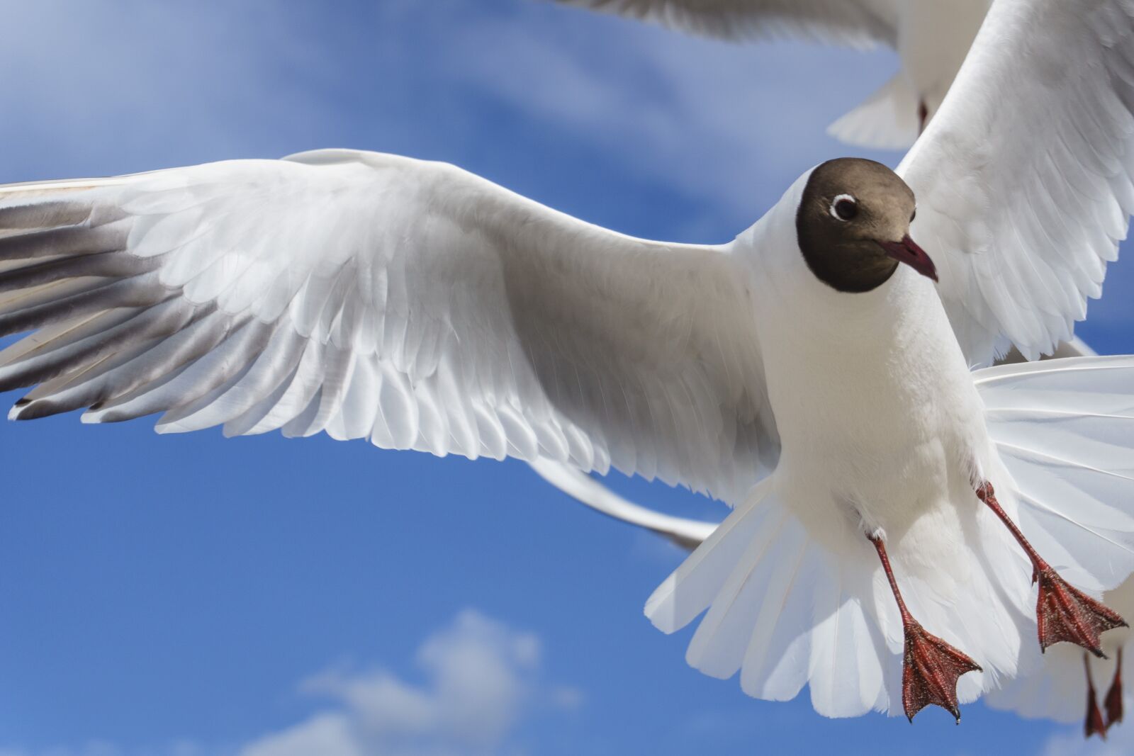 Sony a6000 sample photo. Bird, feather, nature photography