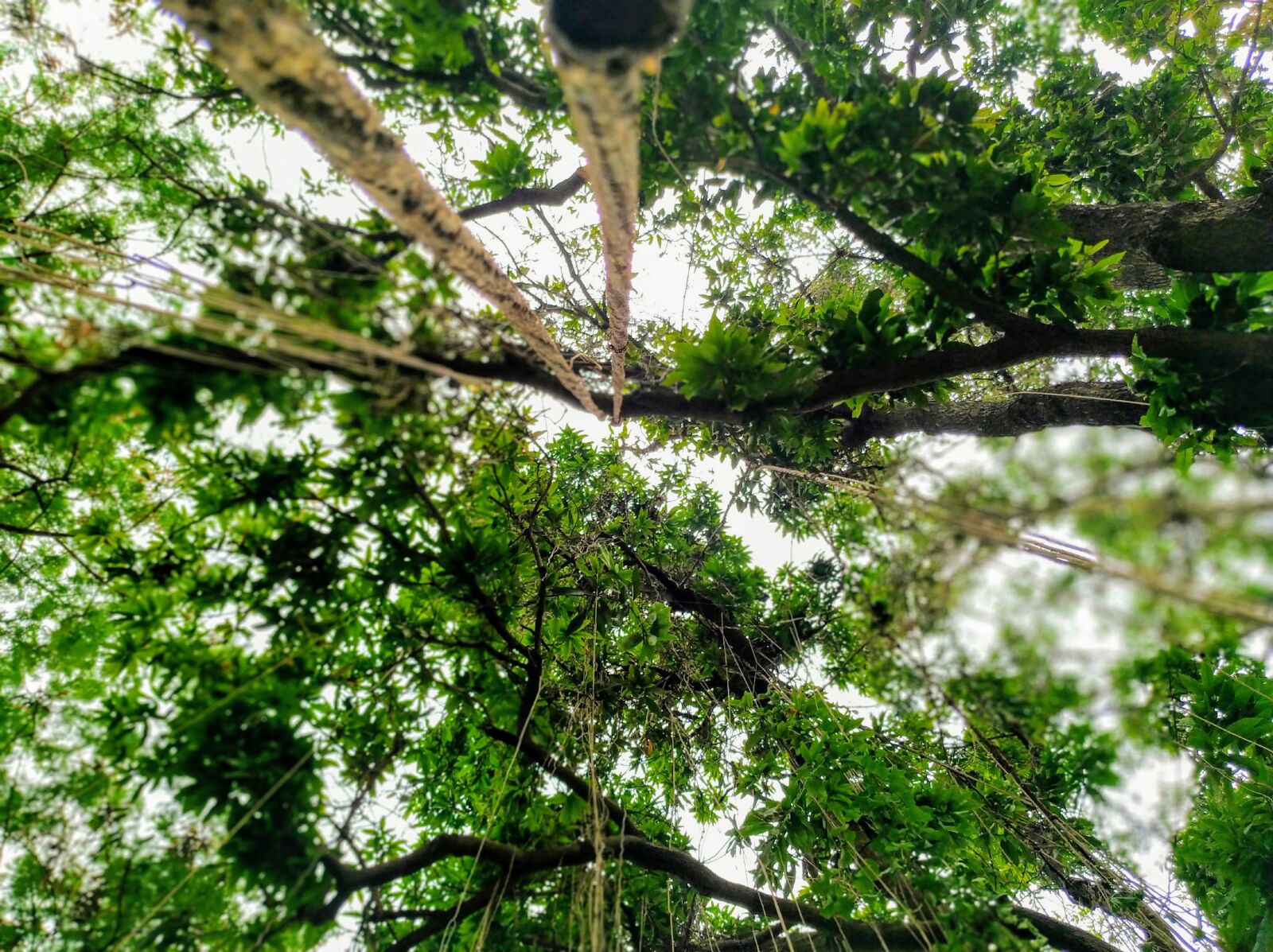 Xiaomi Mi A2 sample photo. Cuscuta, forest, trees view photography