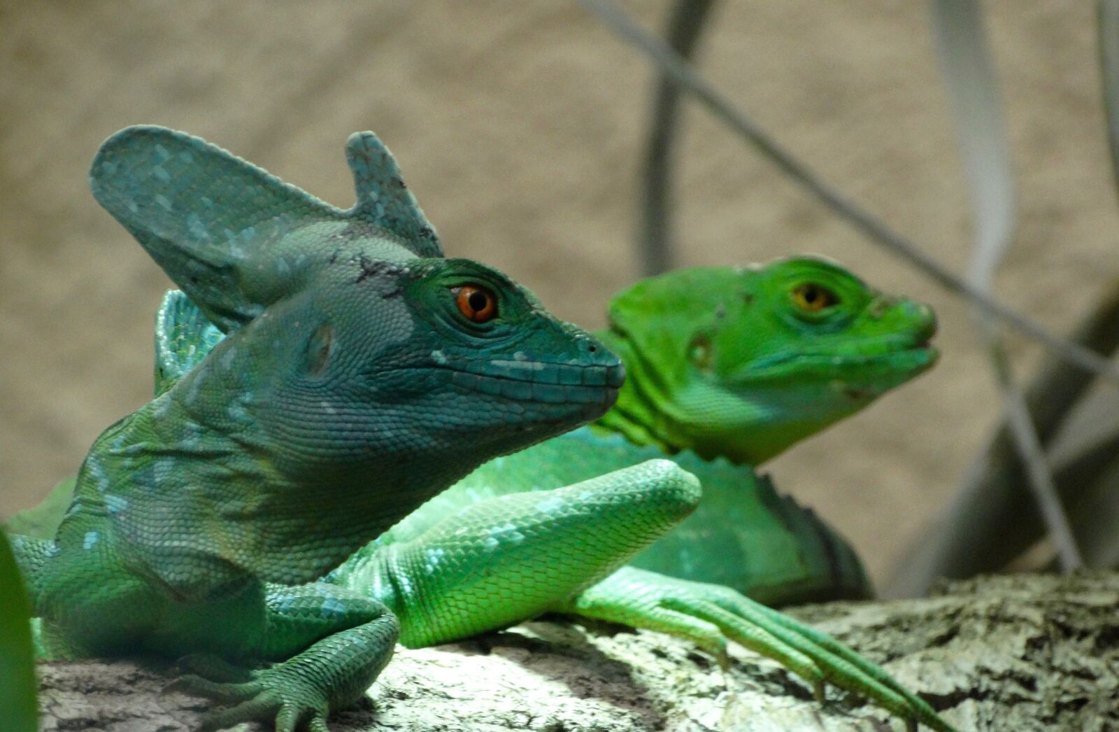 Sony Cyber-shot DSC-HX300 sample photo. Zoo, lizard, reptile photography