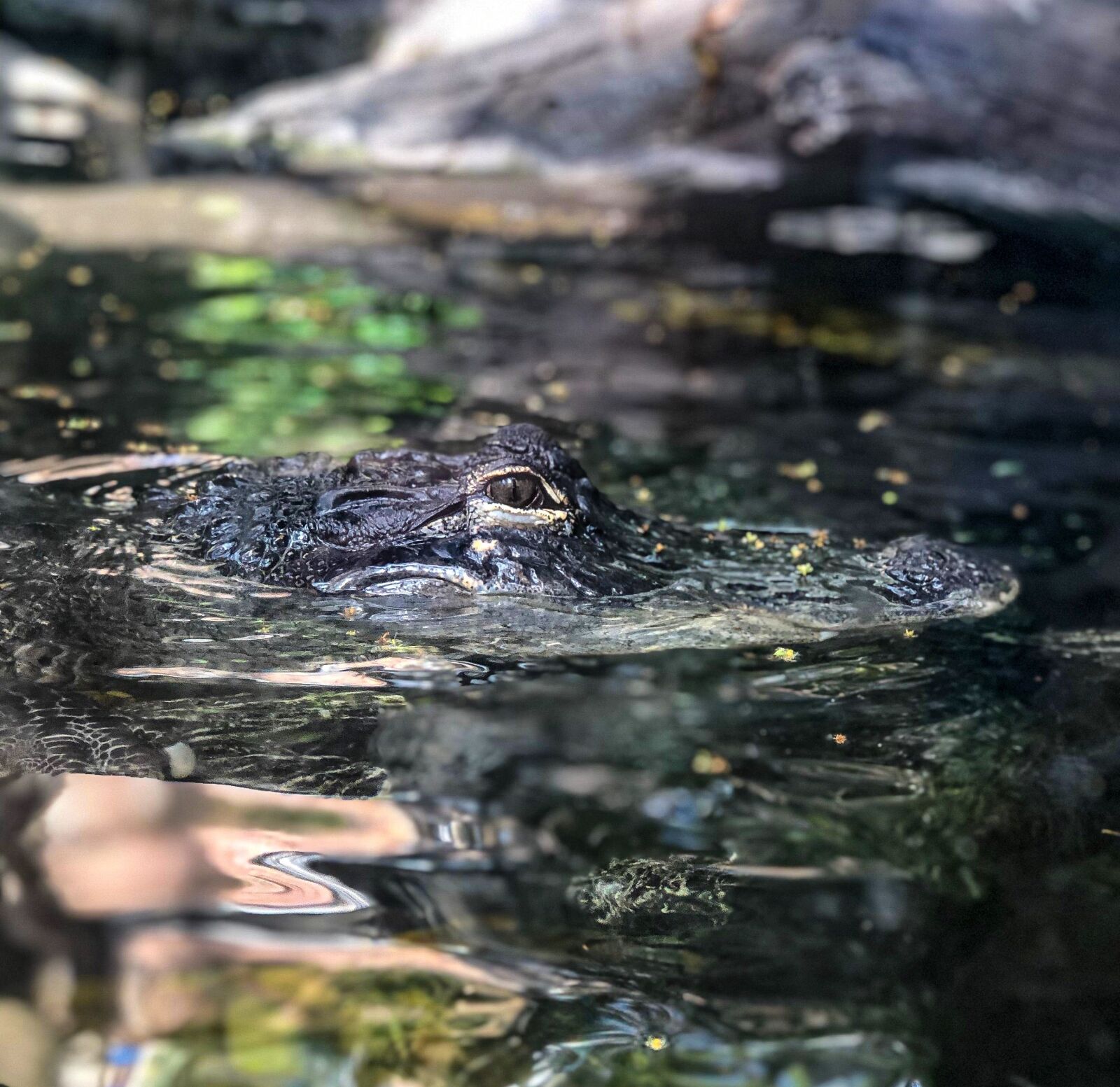 iPhone 8 Plus back dual camera 6.6mm f/2.8 sample photo. Swamp, wildlife, alligator photography