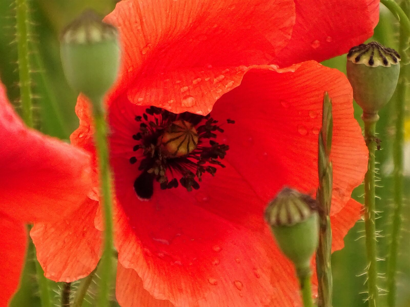 Sony Cyber-shot DSC-HX400V sample photo. Poppy, red, close up photography