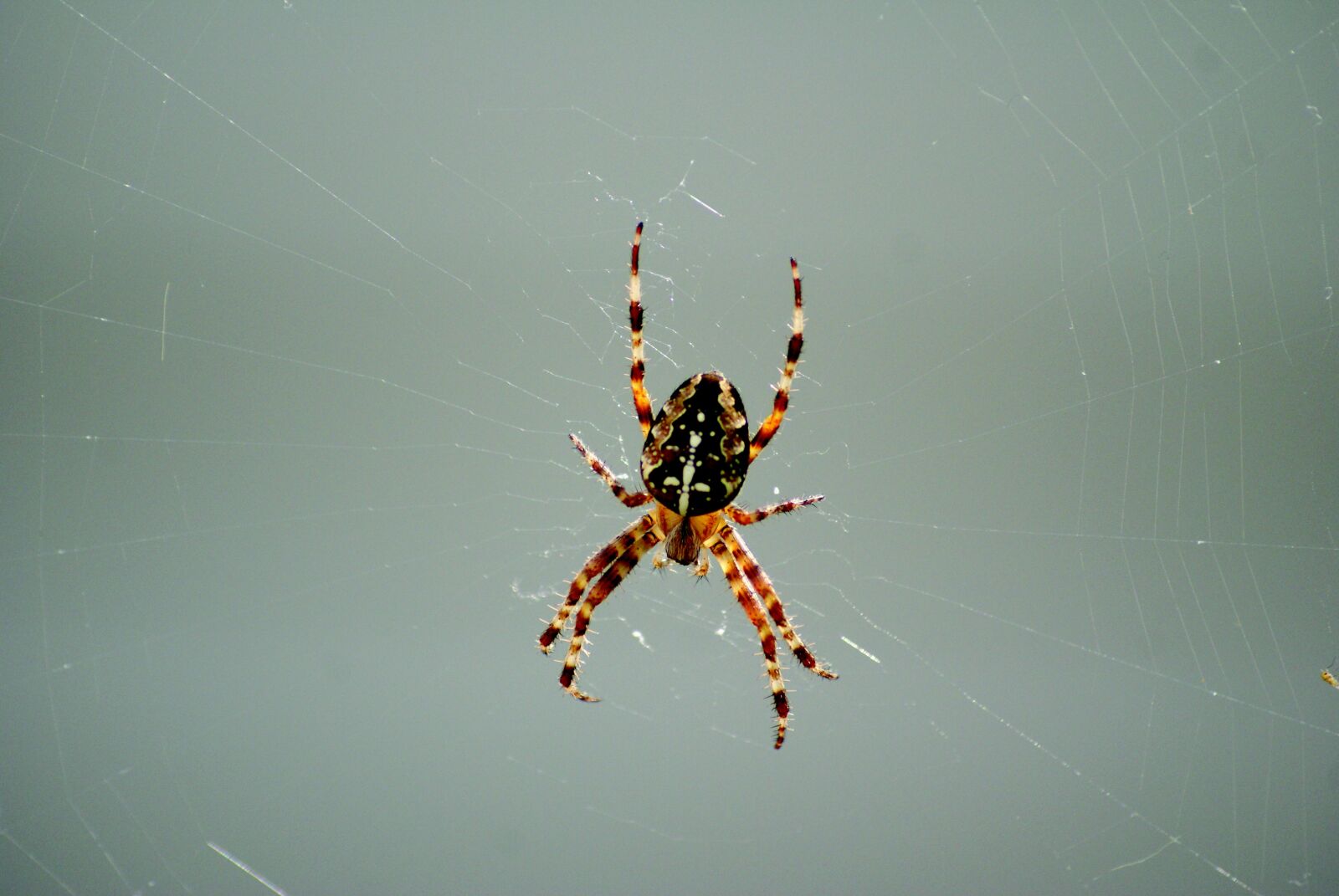 Sony Alpha DSLR-A300 sample photo. Spider, cobweb, nature photography