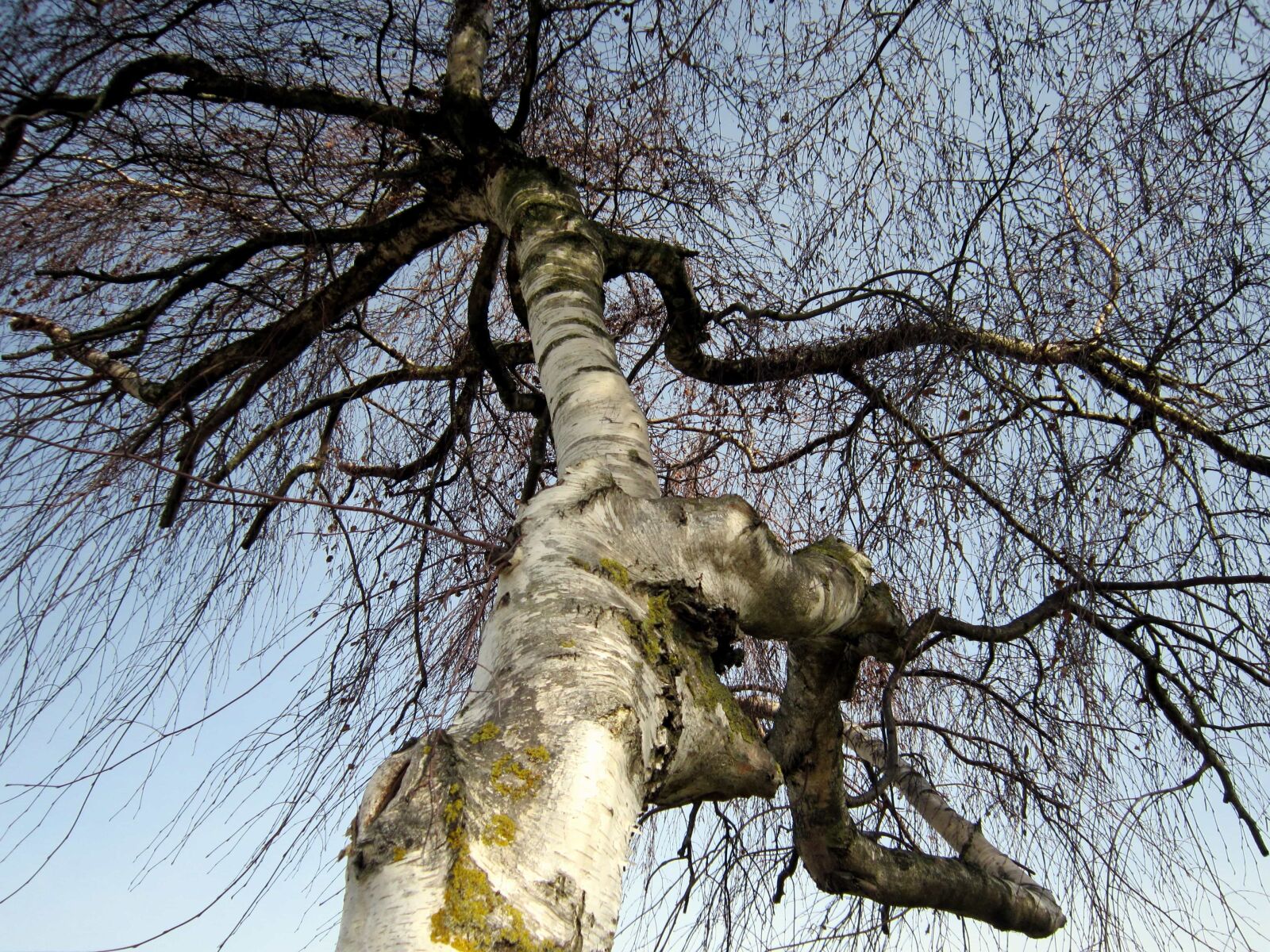 Canon PowerShot A3200 IS sample photo. Tree, wood, branch, nature photography