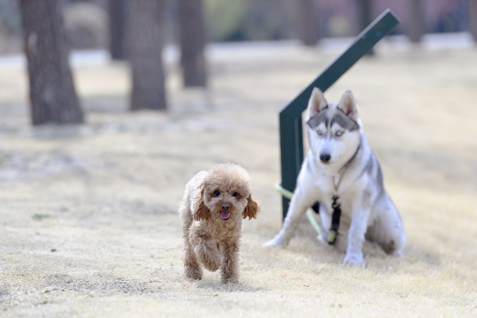 Nikon D5 sample photo. Animal, dog, cute photography