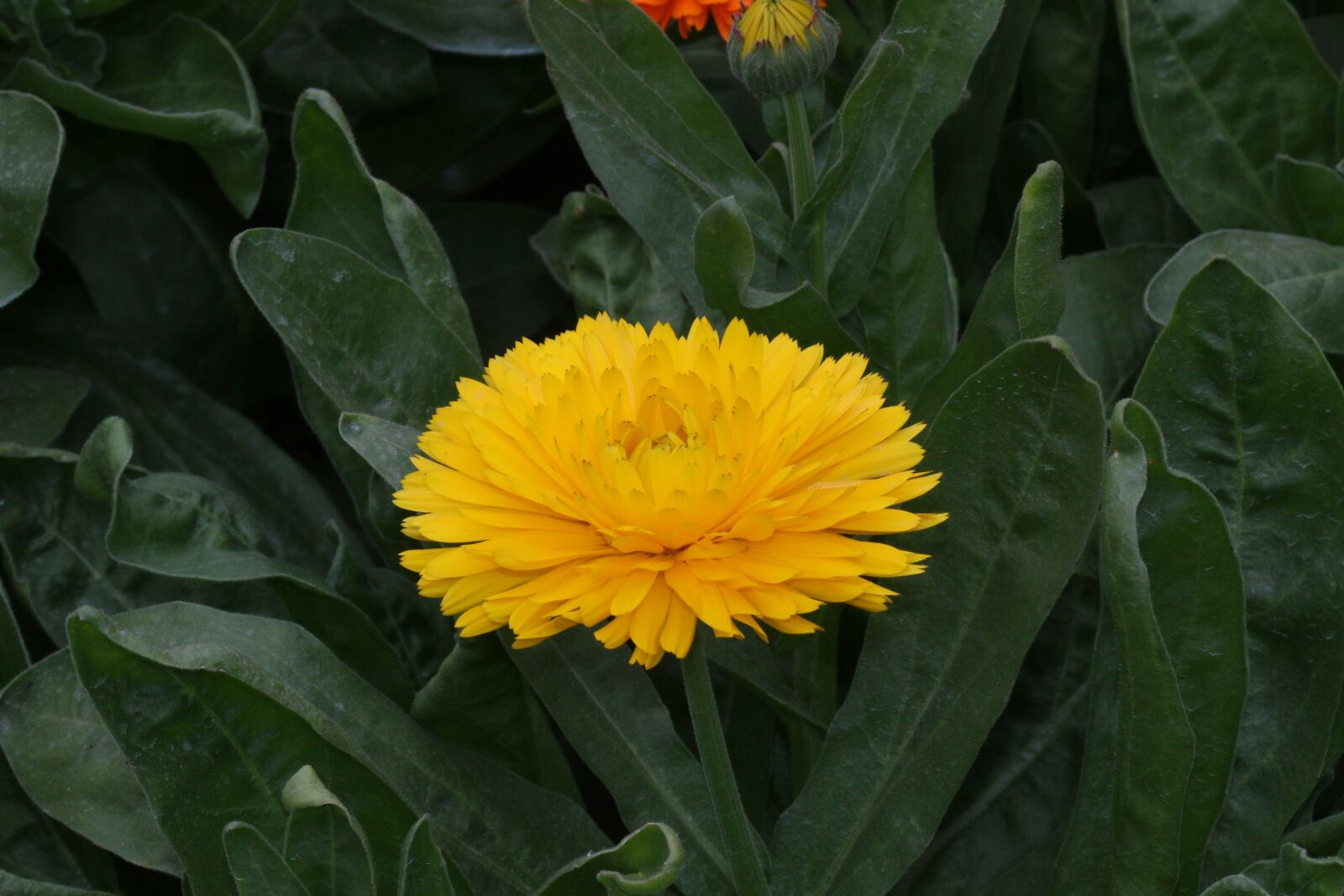 Canon EOS 70D + Canon EF 100mm F2.8 Macro USM sample photo. Flower, calendula, yellow photography