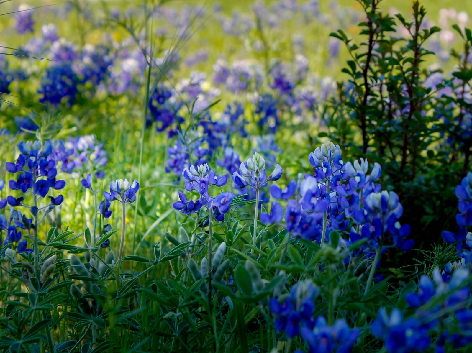 Canon EOS 1100D (EOS Rebel T3 / EOS Kiss X50) sample photo. Palm sunday, blue, bluebonnet photography