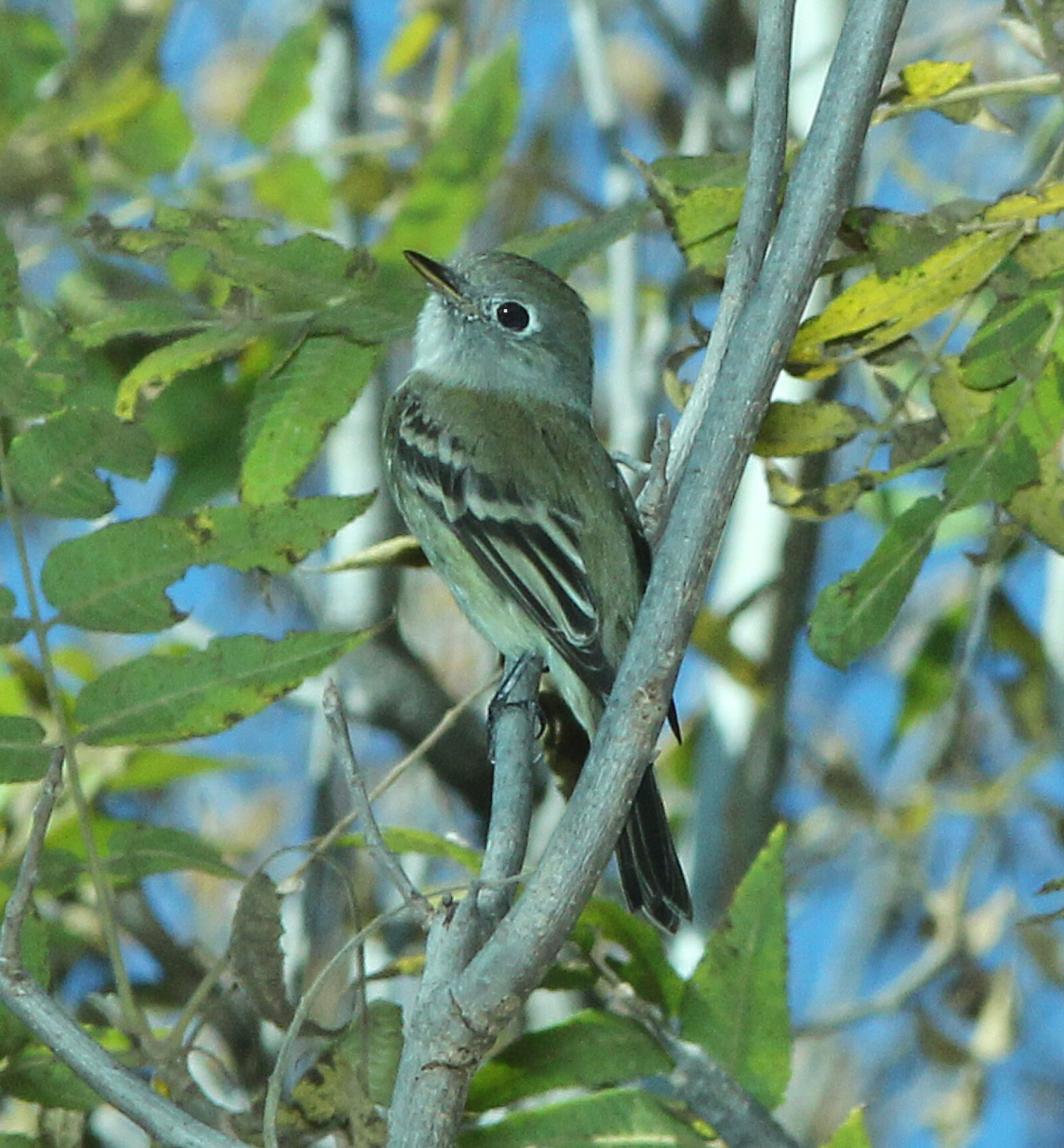 Canon EF 300mm F4L IS USM sample photo