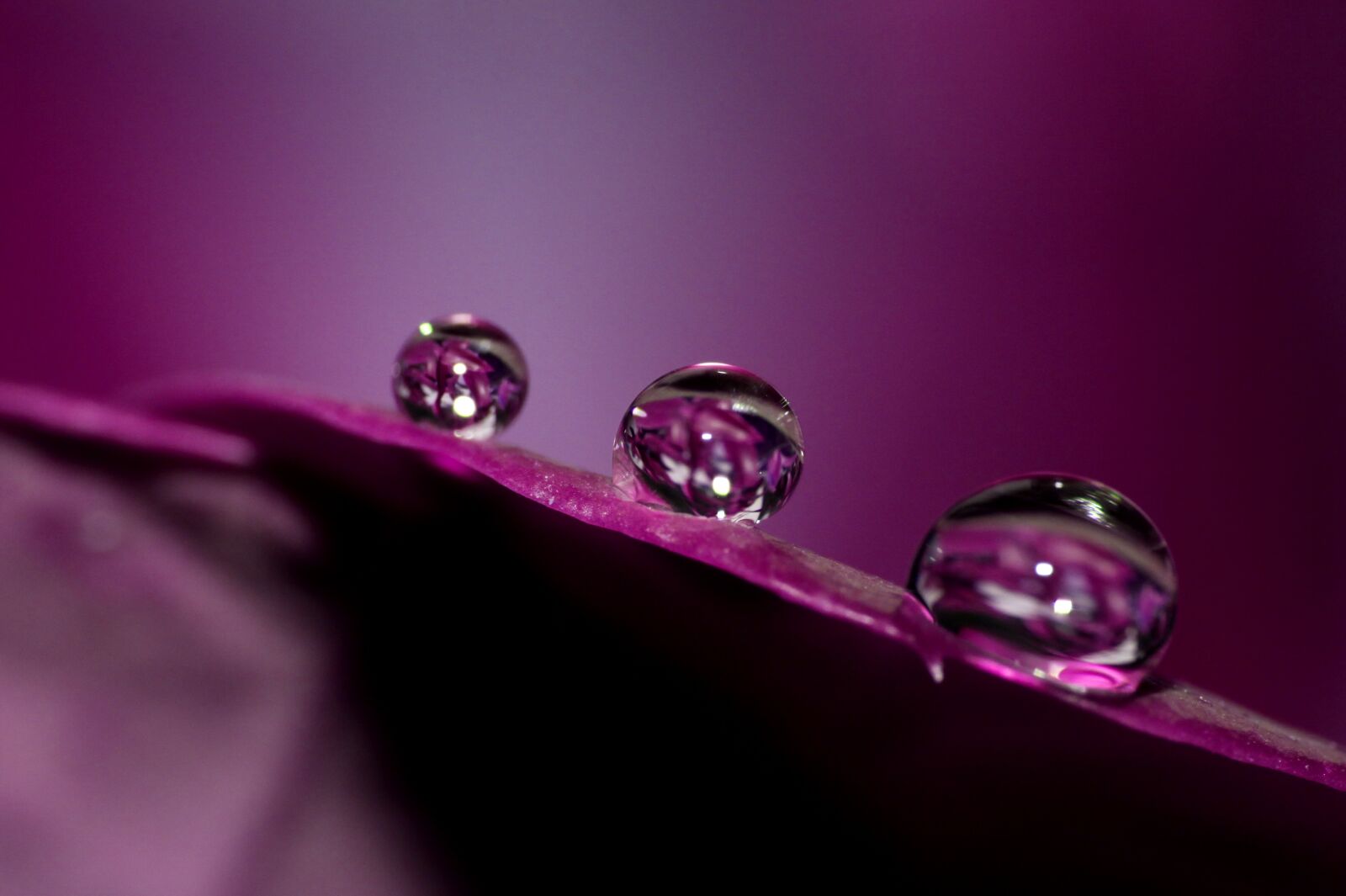 Canon EOS 50D sample photo. Water, droplets, close-up photography