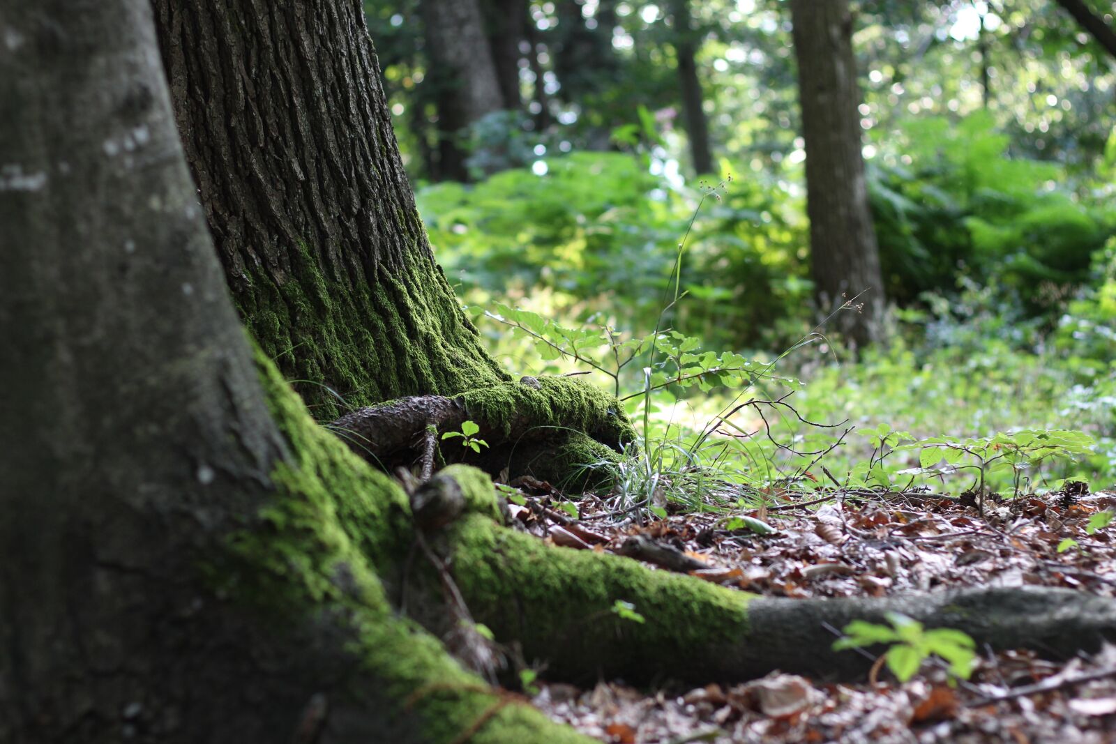 Canon EOS 700D (EOS Rebel T5i / EOS Kiss X7i) + Canon EF 50mm F1.8 STM sample photo. Forest, tree, root photography