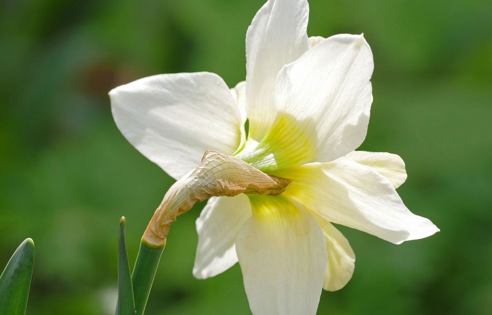 Panasonic Lumix DMC-GX8 sample photo. Narcissus, blossom, bloom photography