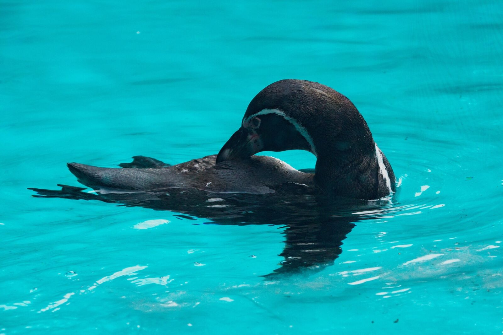 Nikon D3300 sample photo. Penguin, animal, zoo photography