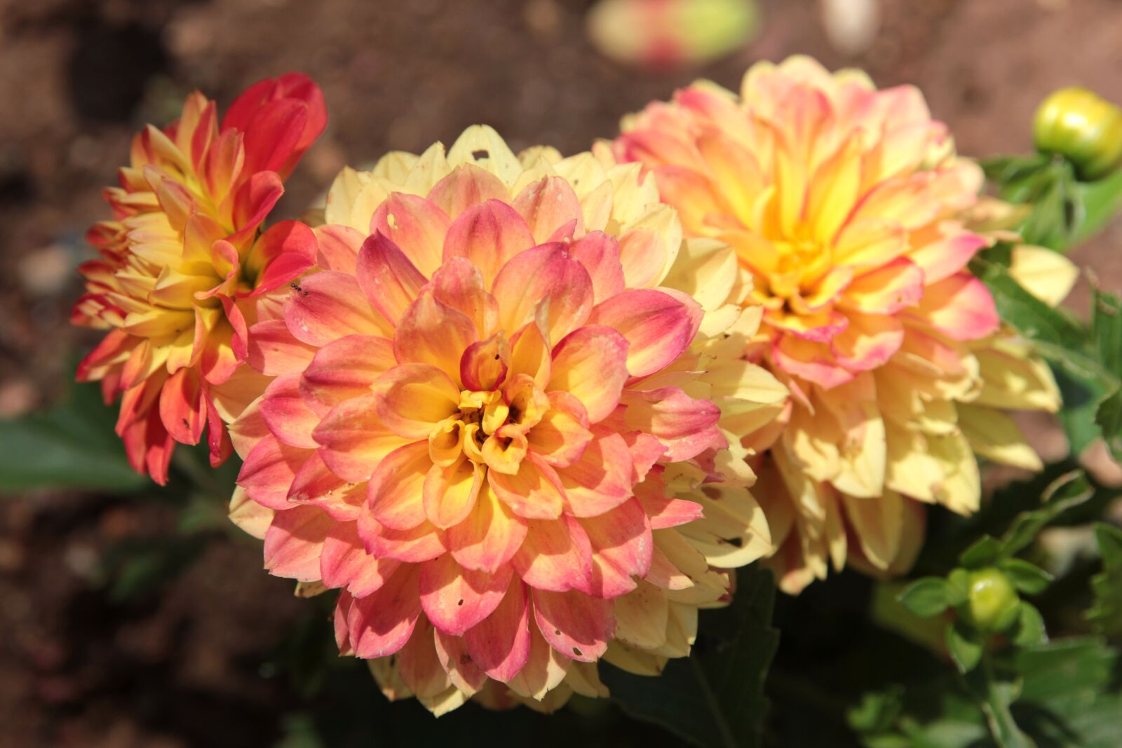 Canon EOS 550D (EOS Rebel T2i / EOS Kiss X4) sample photo. Dahlia's, dahlia, flower photography