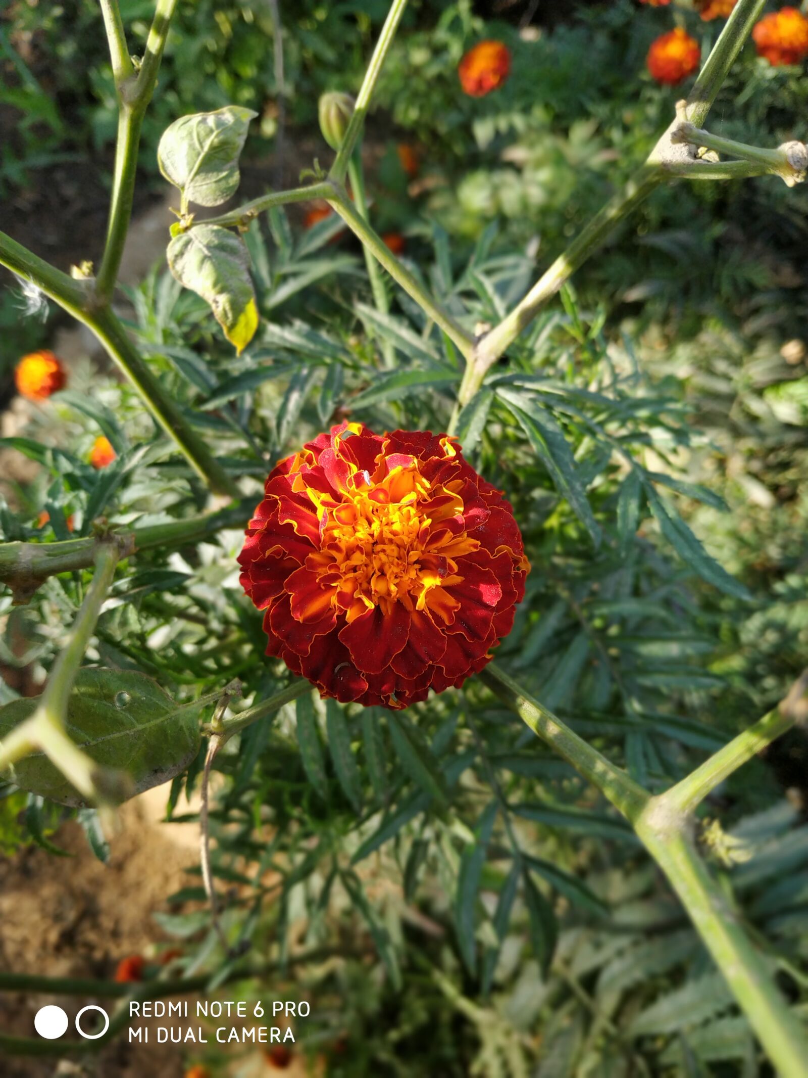 Xiaomi Redmi Note 6 Pro sample photo. Marigold, red, flower photography
