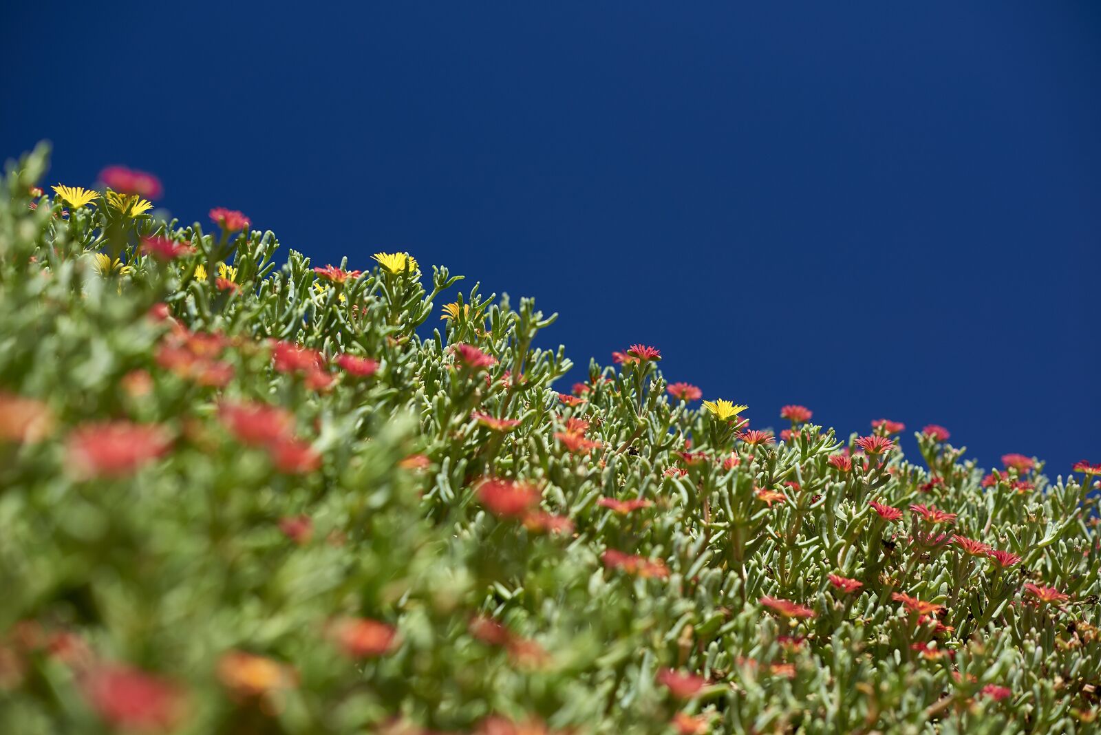 Nikon D810 sample photo. Flowers, plant, nature photography