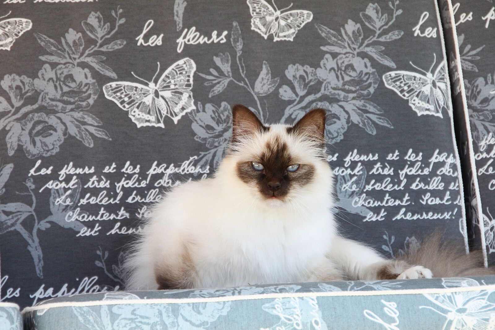 Canon EOS 500D (EOS Rebel T1i / EOS Kiss X3) sample photo. Cat, burma, domestic cat photography