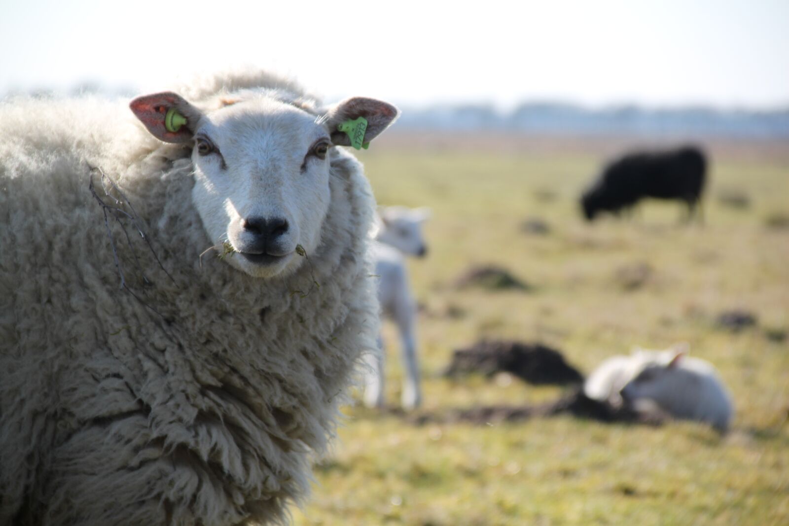 Canon EOS 500D (EOS Rebel T1i / EOS Kiss X3) sample photo. Sheep, drenthe, lamb photography