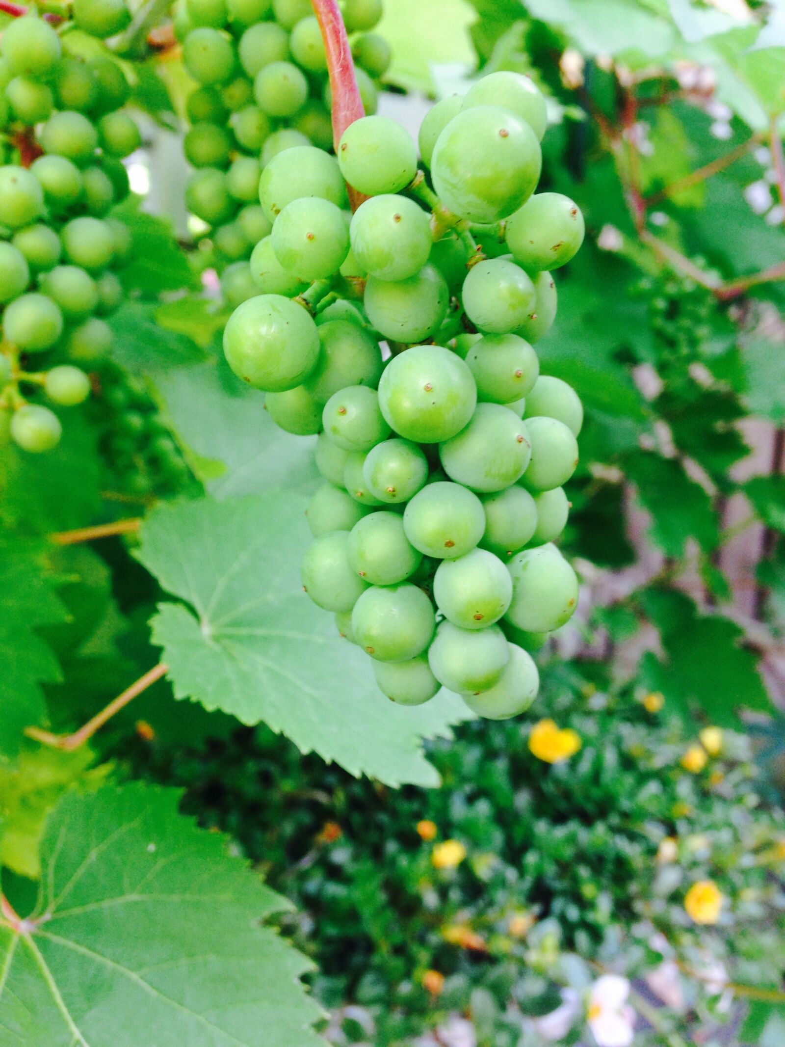 iPhone 5c back camera 4.12mm f/2.4 sample photo. Grapes, delicious, summer photography