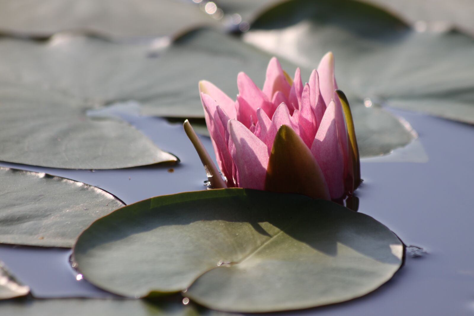 Canon EOS 50D sample photo. Water lily, pink, in photography