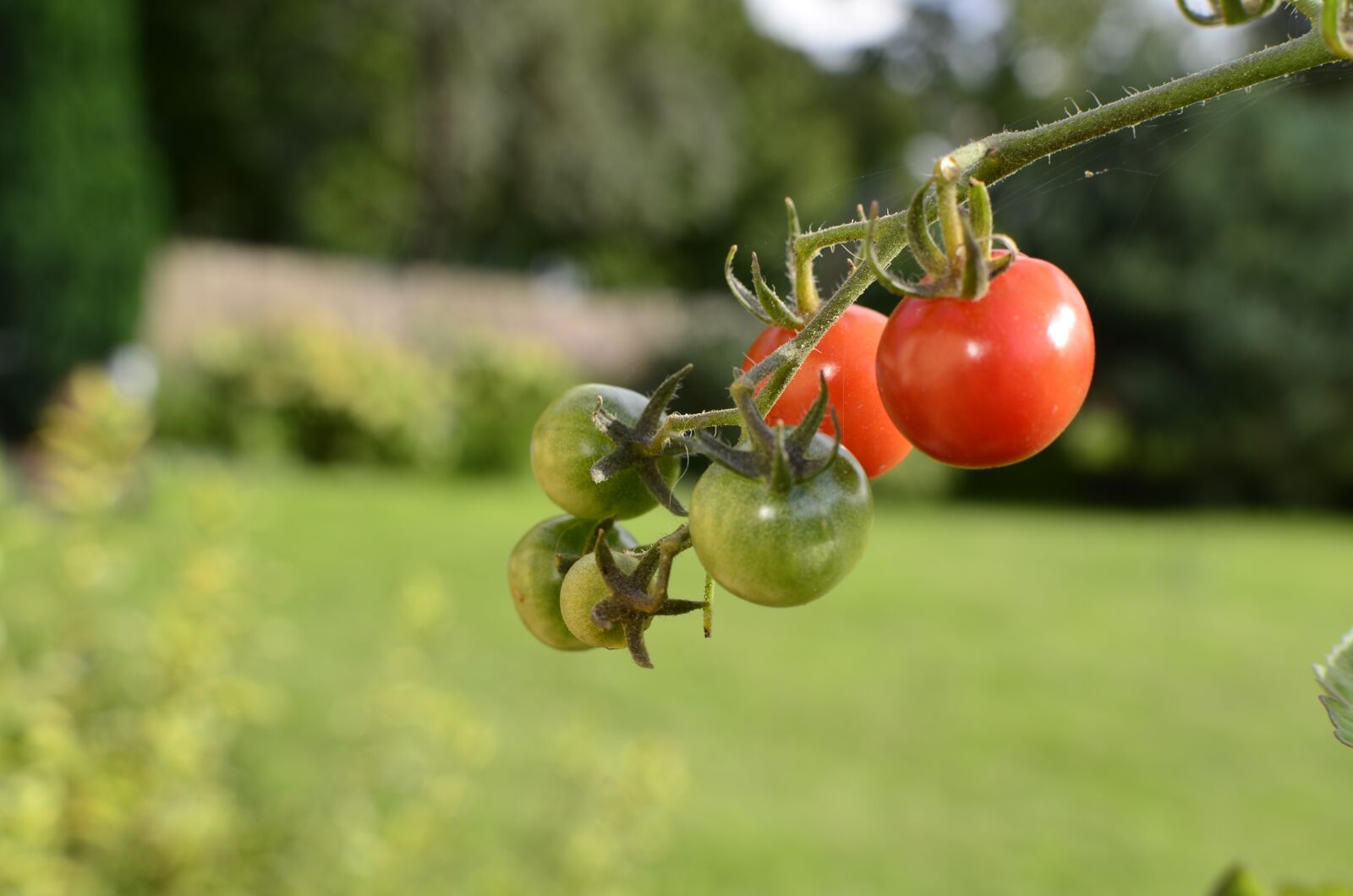 Nikon D5100 sample photo. The plot, bush, tomatoes photography