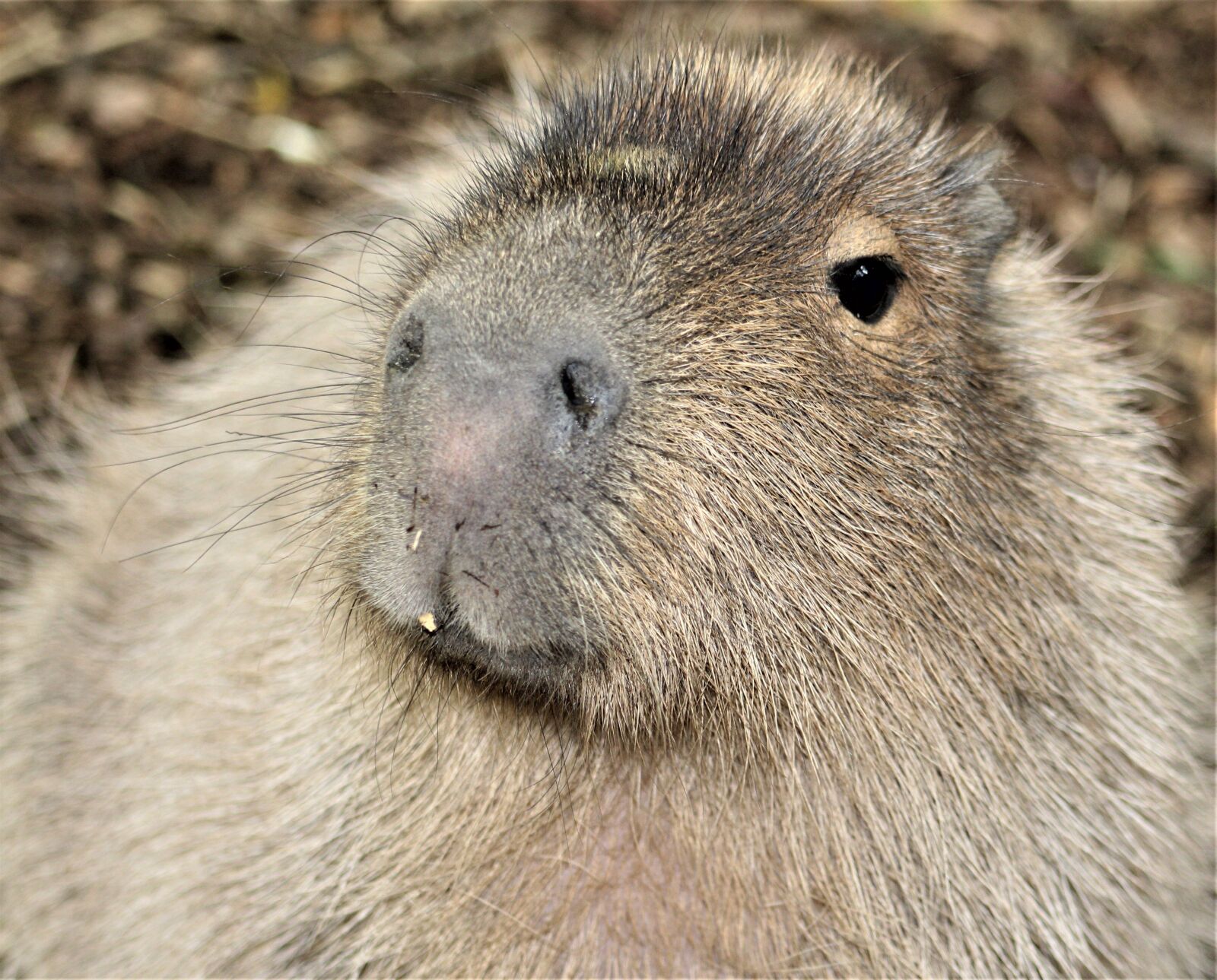Canon EOS 1300D (EOS Rebel T6 / EOS Kiss X80) sample photo. Mammal, rodent, wildlife photography