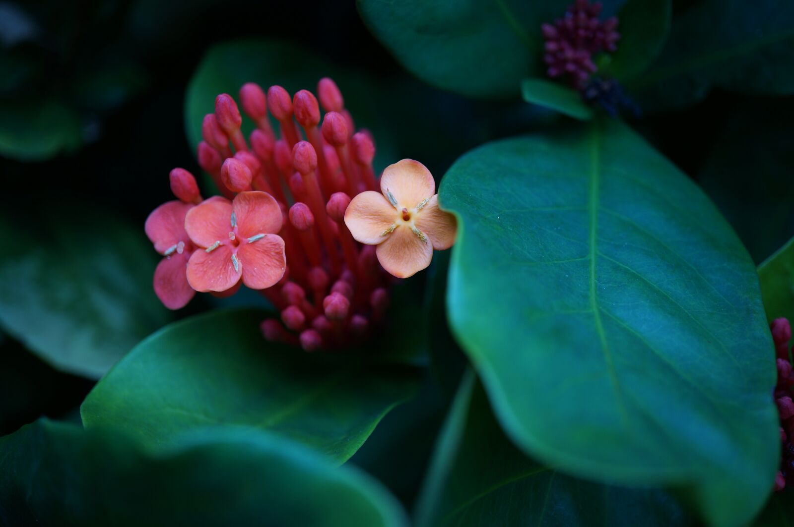 Sony Alpha NEX-6 sample photo. Beautiful flowers, flowers, green photography