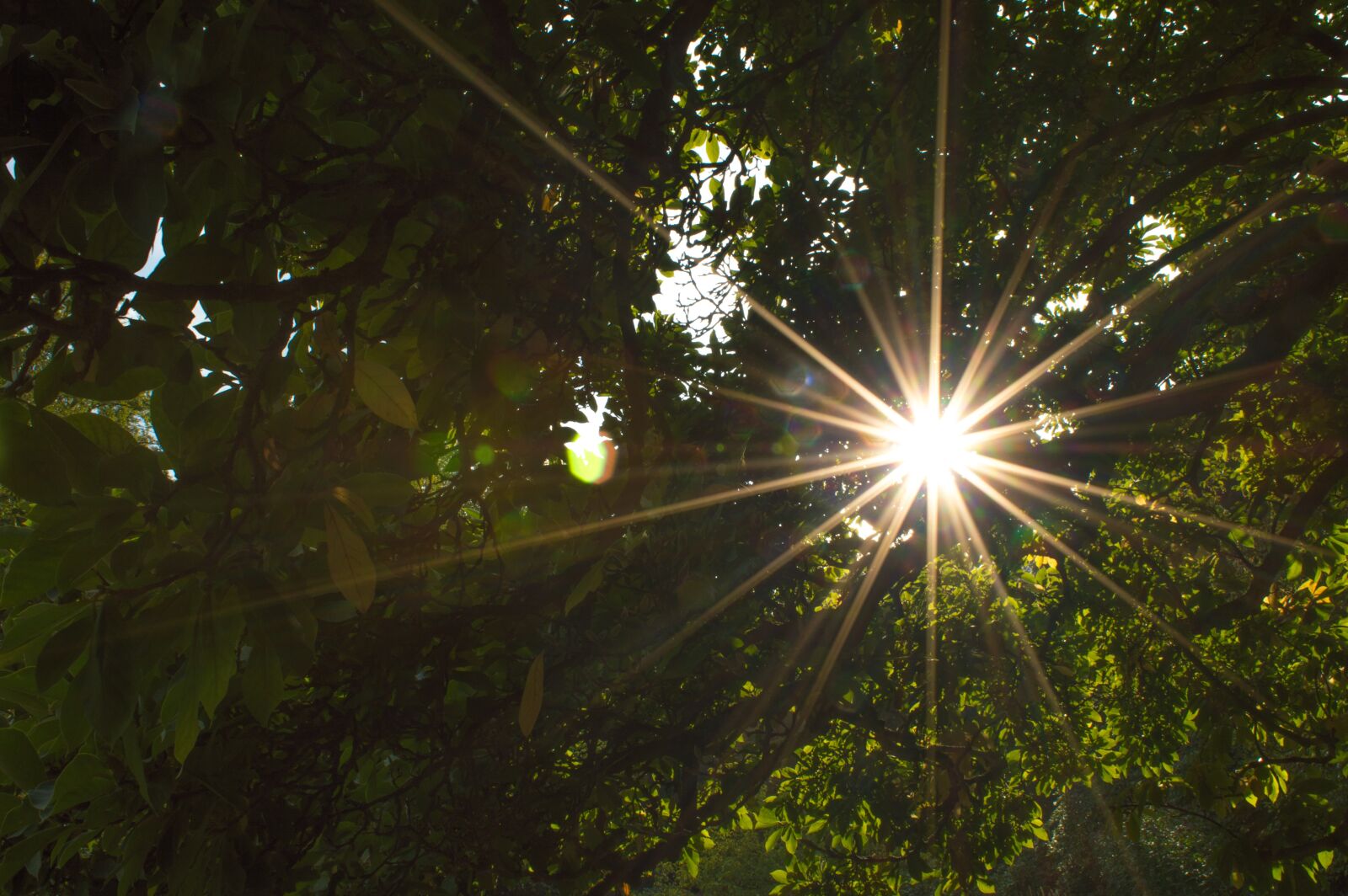 Nikon D3200 sample photo. Backlighting, sun, without effects photography