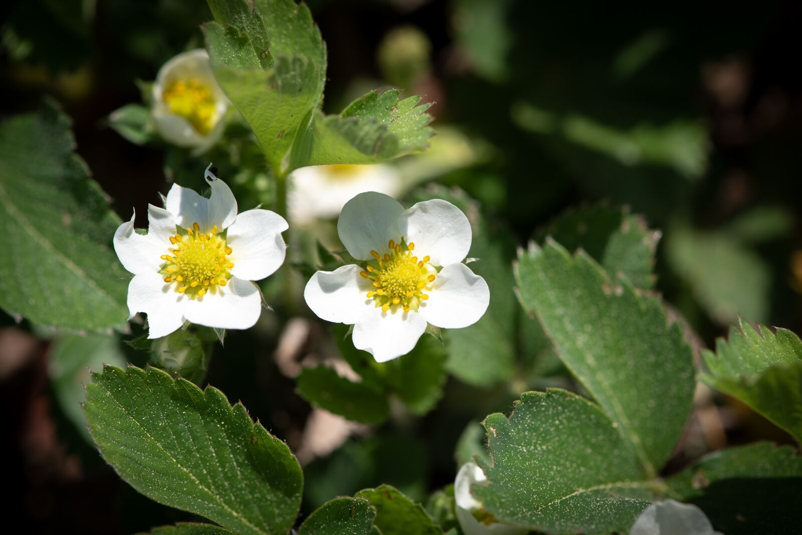 Nikon D750 sample photo. Strawberry flowers, flowers, white photography