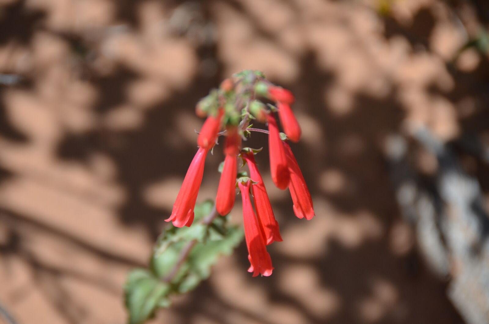 Nikon D7000 sample photo. Flower, red, desert photography